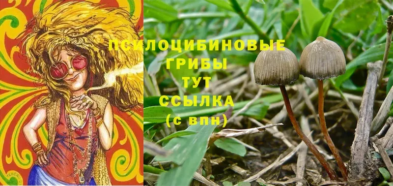 omg зеркало  Бородино  Галлюциногенные грибы MAGIC MUSHROOMS 